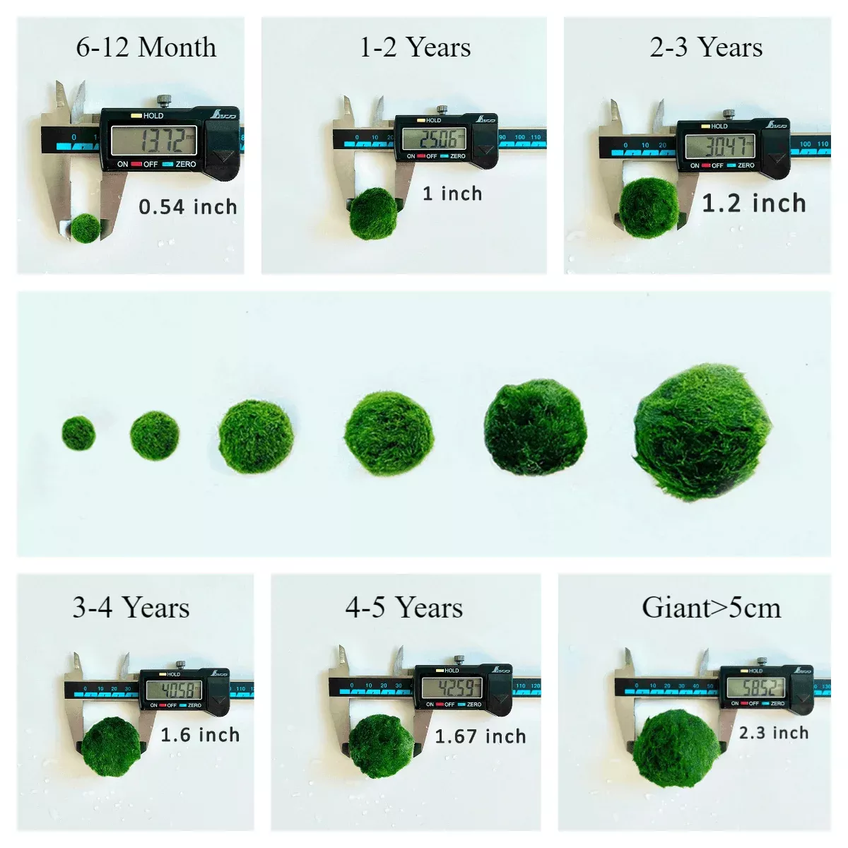 1PCS Marimo Moss Balls For Aquarium Multiple Size - Sample Minimum Kokedama Japanese Algae Ball Wholesale