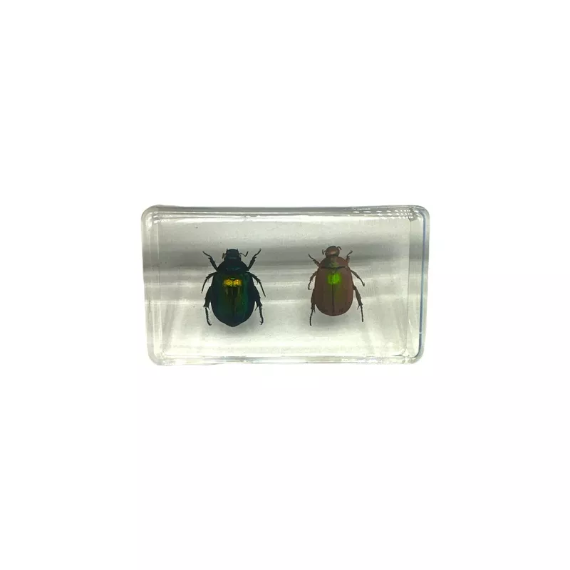 2 Stag Beetles – Specimen In Resin