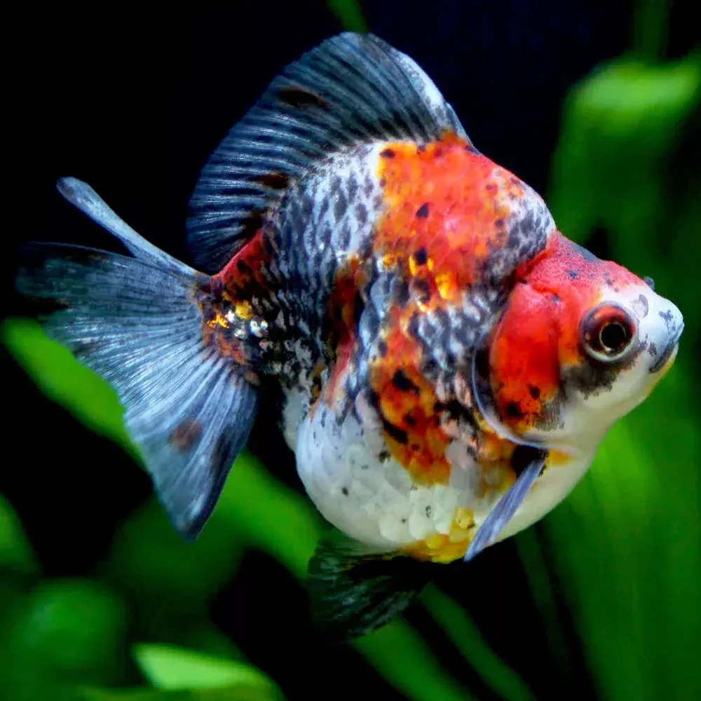 3" Ryukin Calico