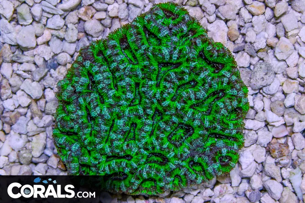 Acan Lord – Australia Neon!