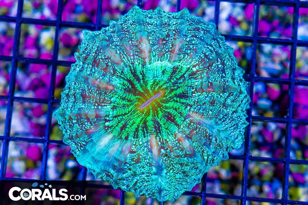 Acanthophyllia – Australia SPECKLED GLOWING! Blue/Green (Blue Video Inside!)