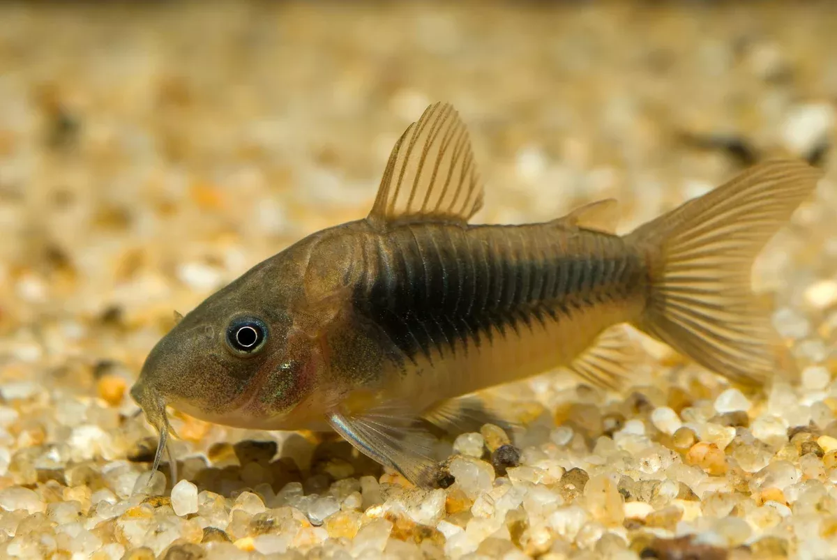 Aeneus Green Corydoras