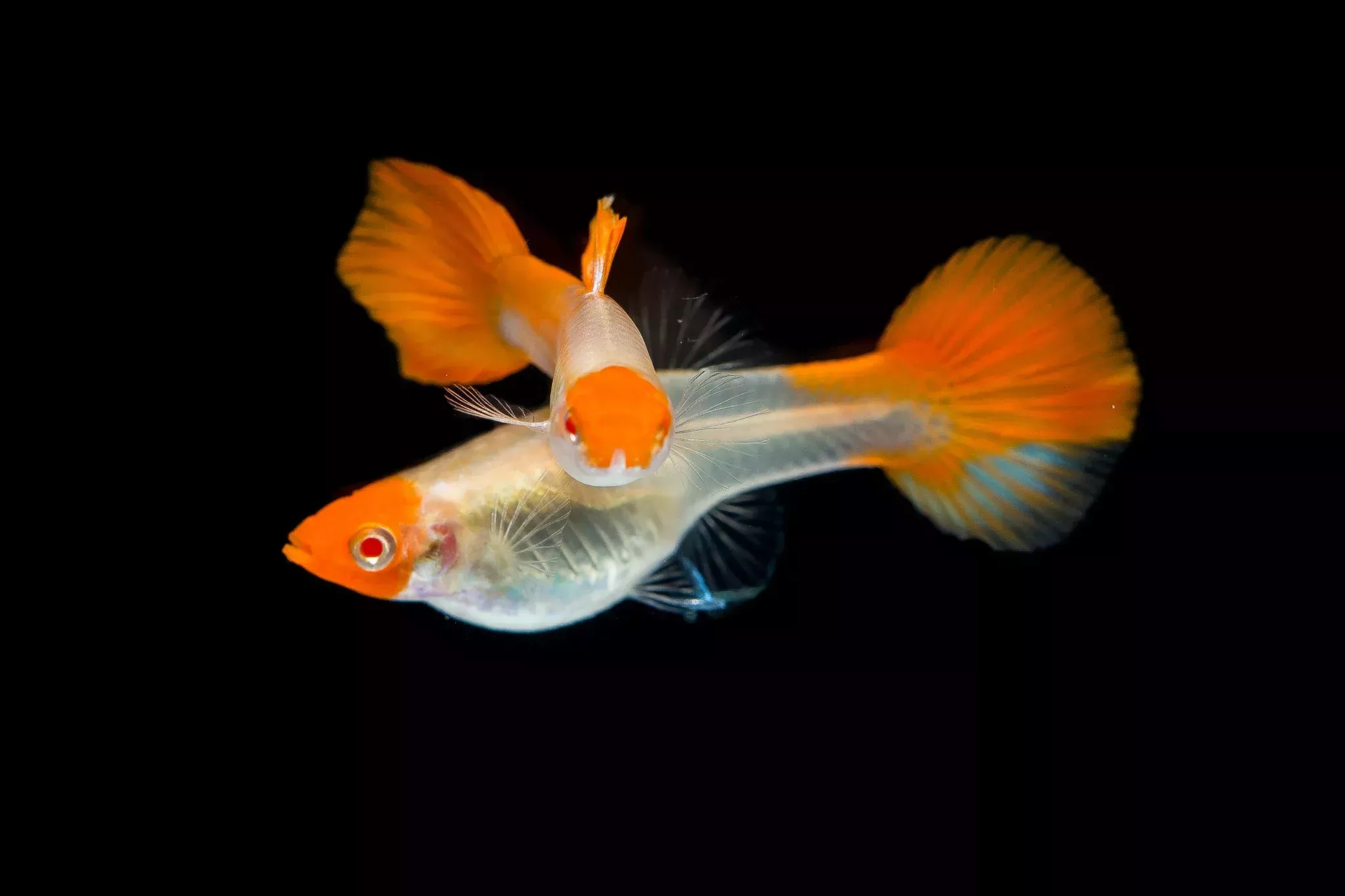 Albino Koi Guppy Pair