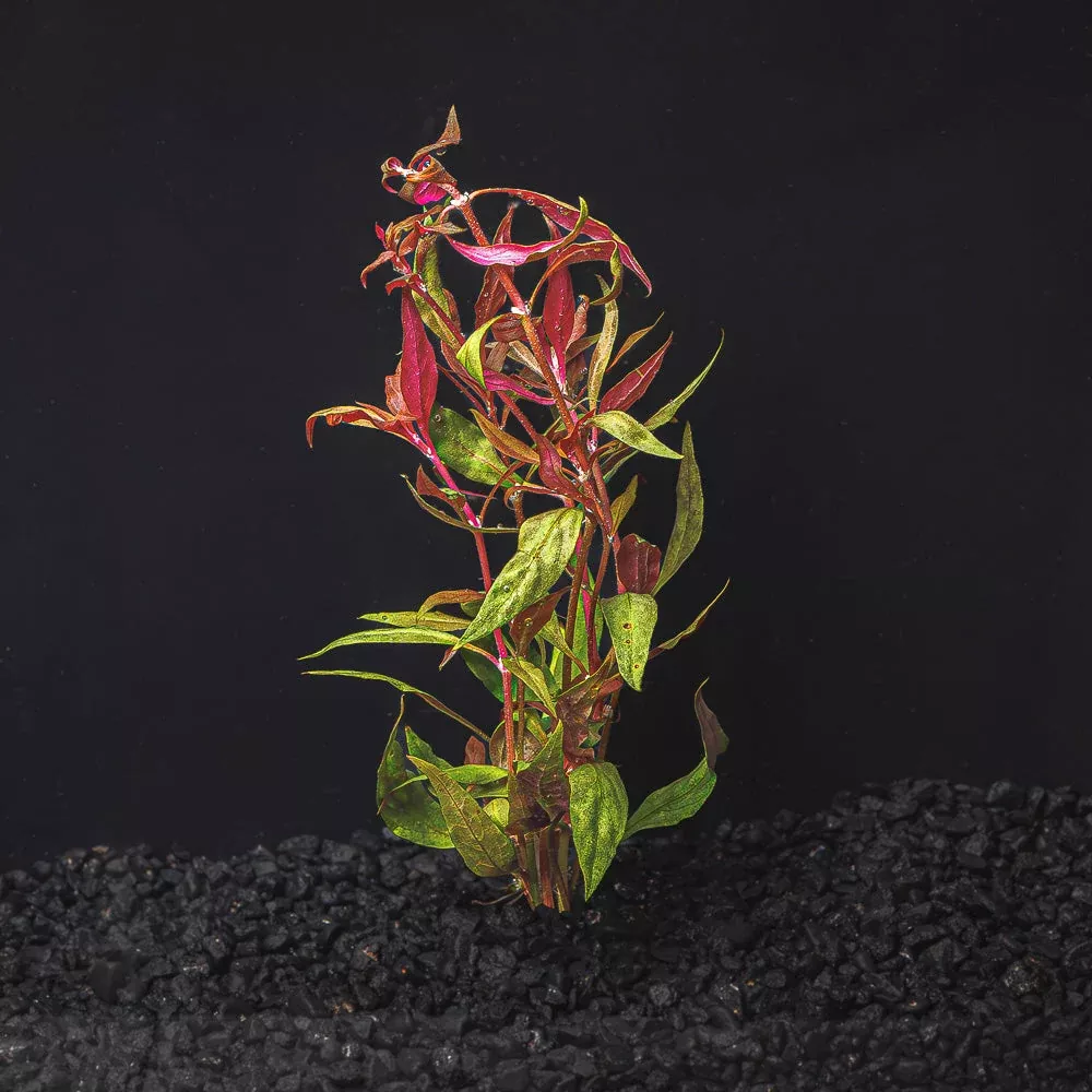 Alternanthera Reineckii |Scarlet Temple