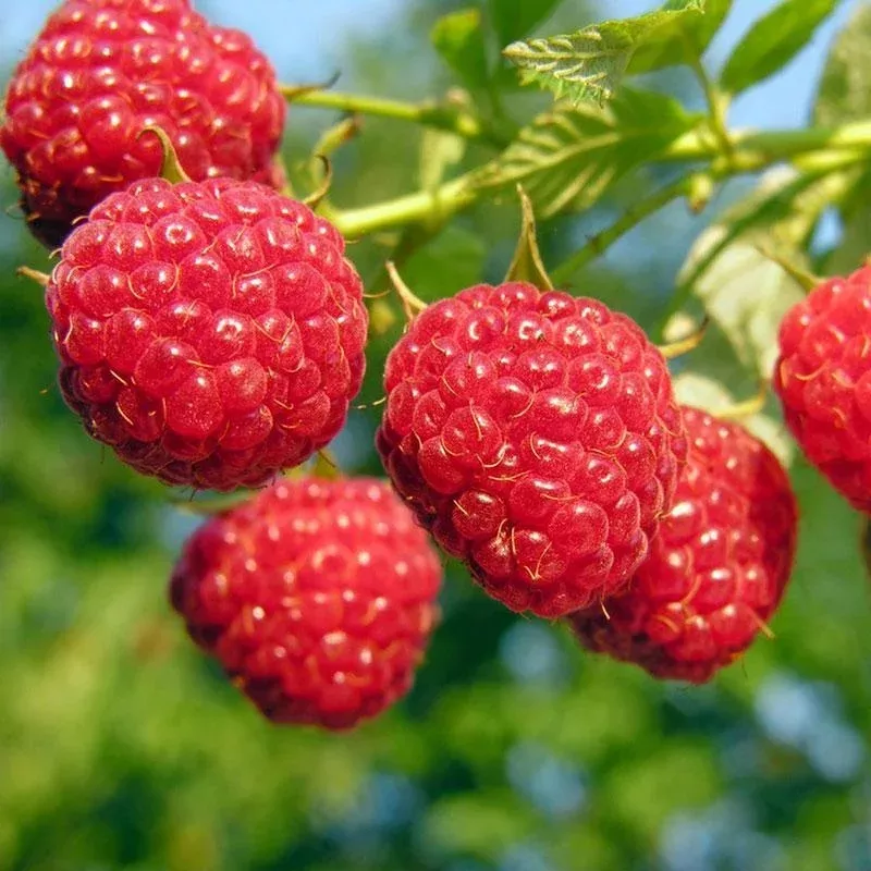 Amity Raspberry | Best Sellers