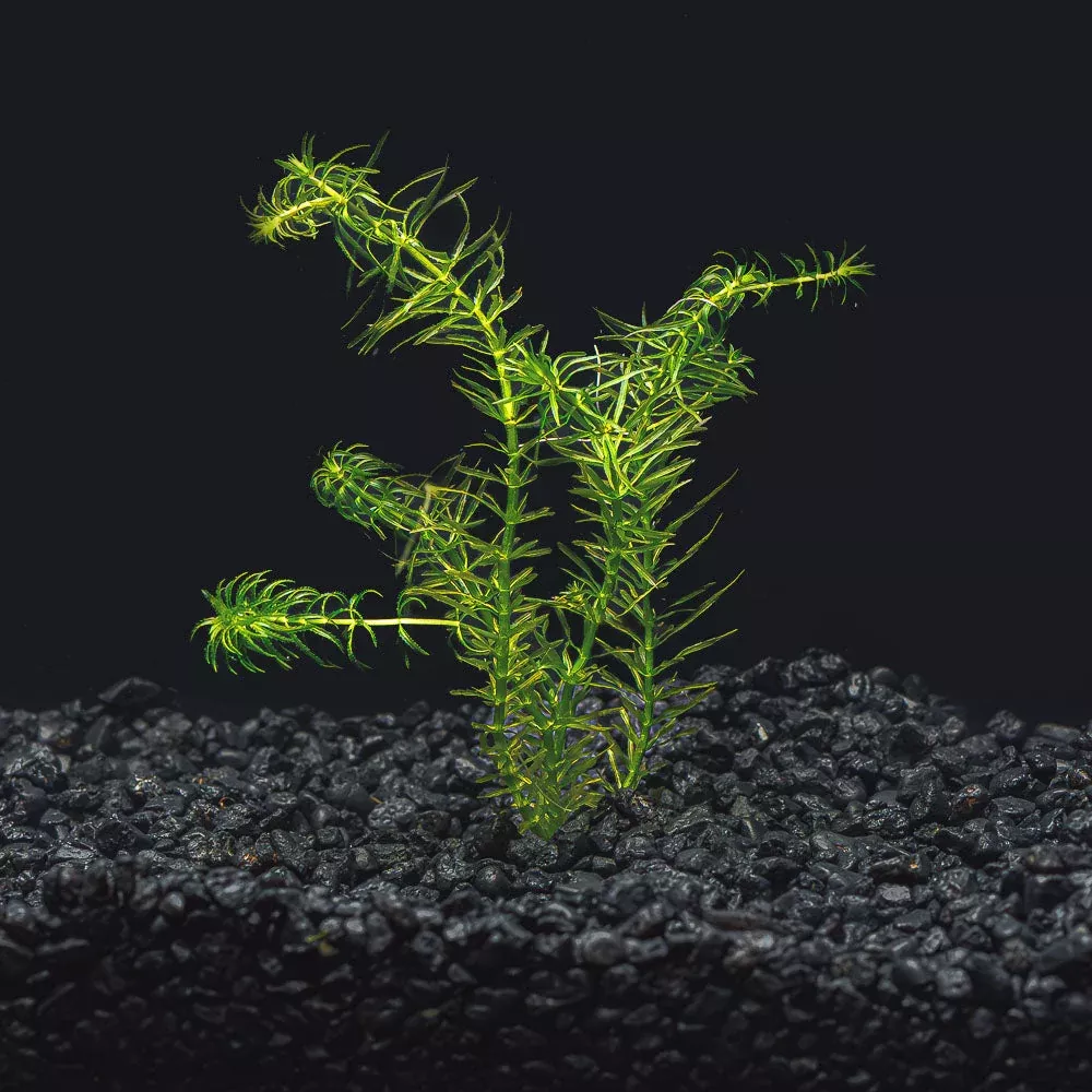 Anacharis - Elodea Najas - Water Weed