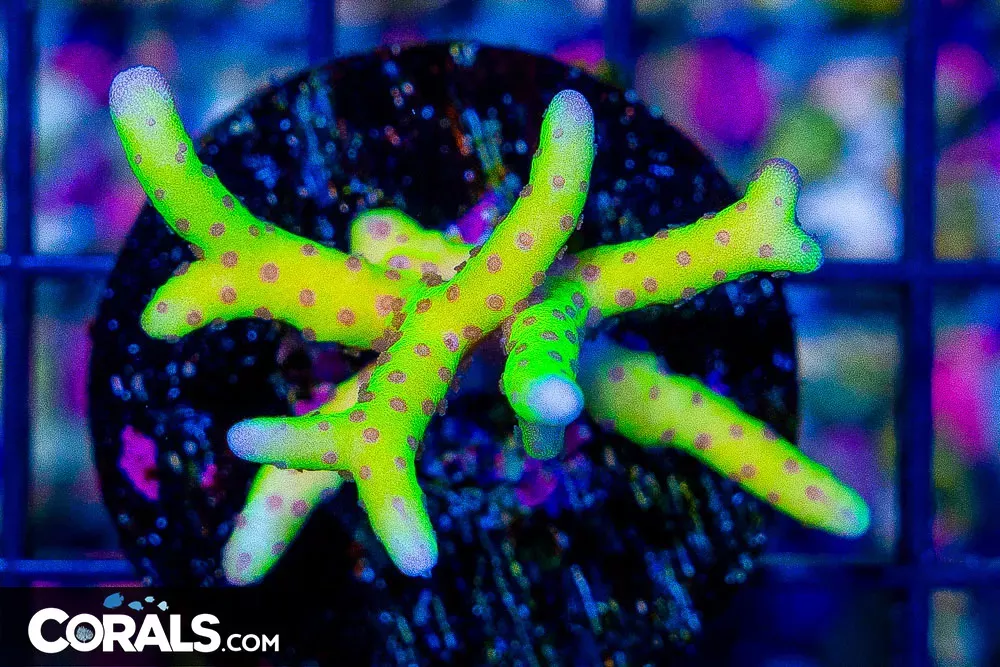 Anacropora Frag