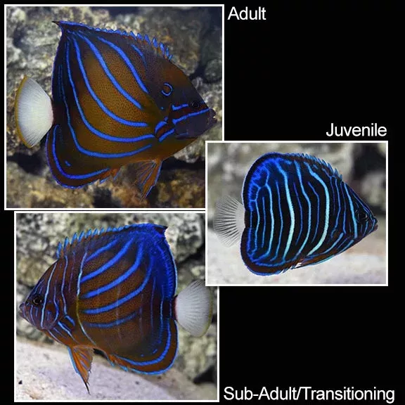 Annularis Angelfish