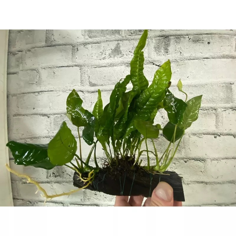 Anubias and Microsorum on Driftwood