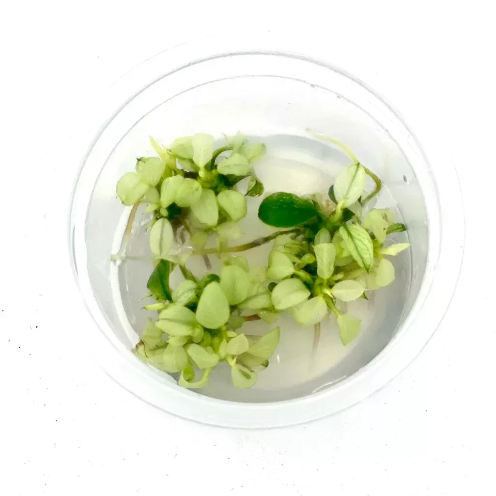 Anubias’s bartering var. nana petite ‘Snow Flake’IC126