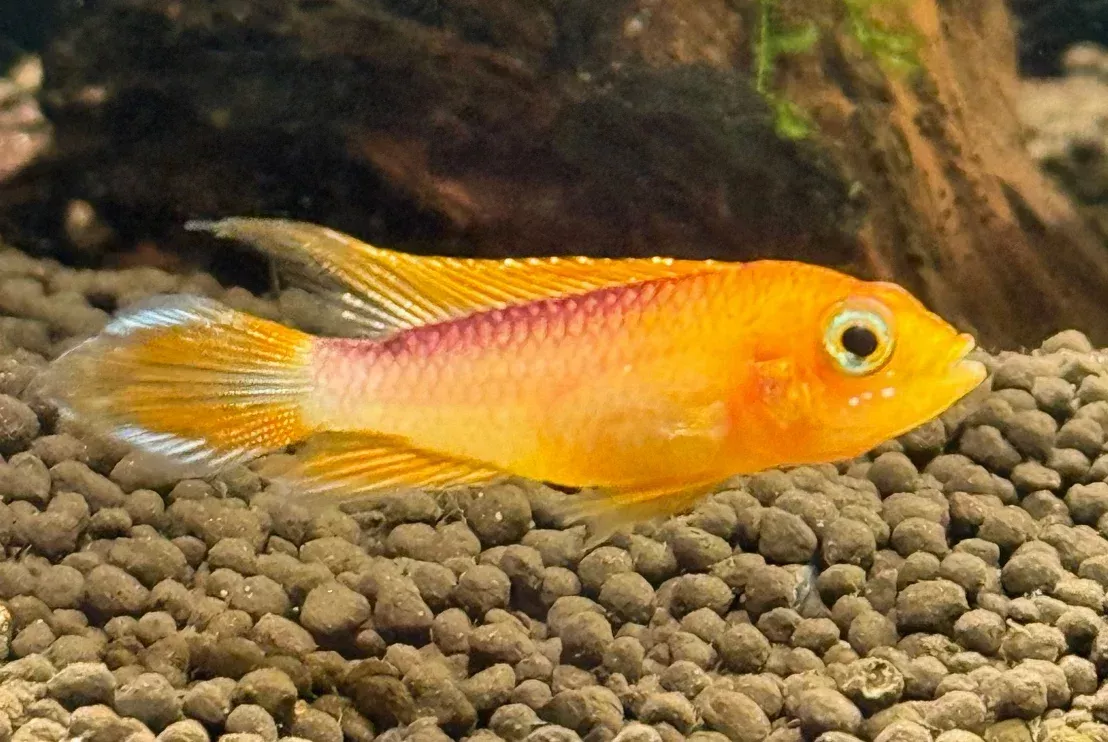 Apistogramma Agassizii Orange Fire