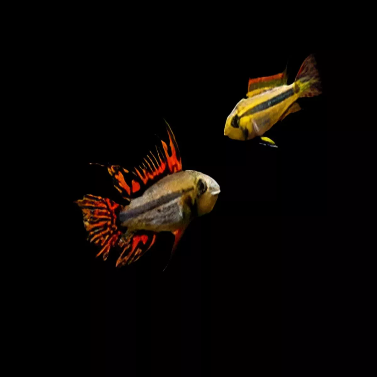 Apistogramma Cacatuoides Double Red