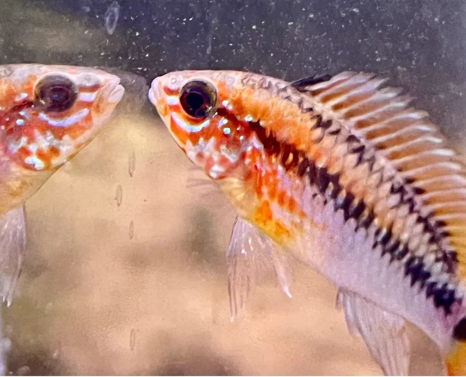 Apistogramma Macmasteri