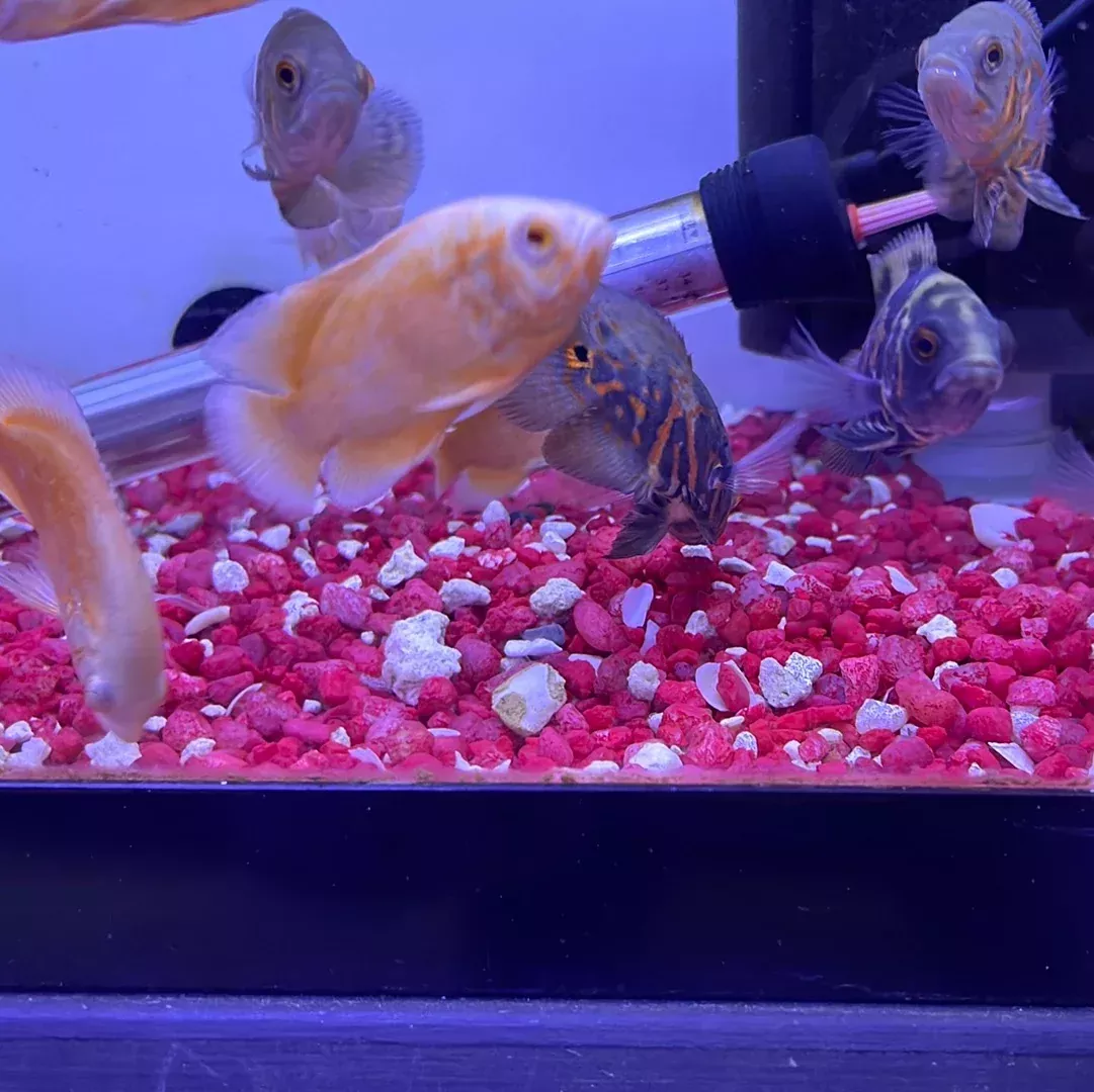 Assorted Oscar (Astronotus ocellatus)