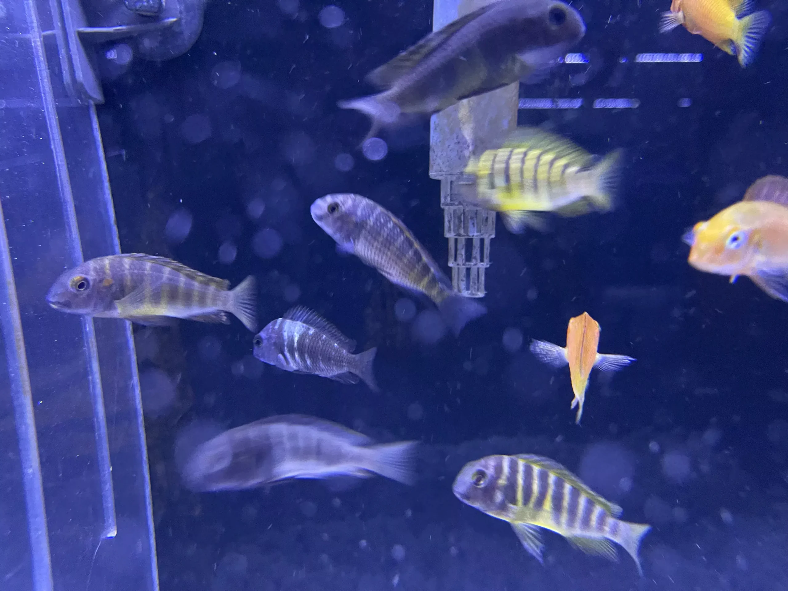 Assorted Tropheus Cichlid (Random fish)