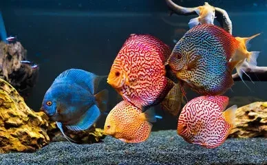 Asst Discus Lrg