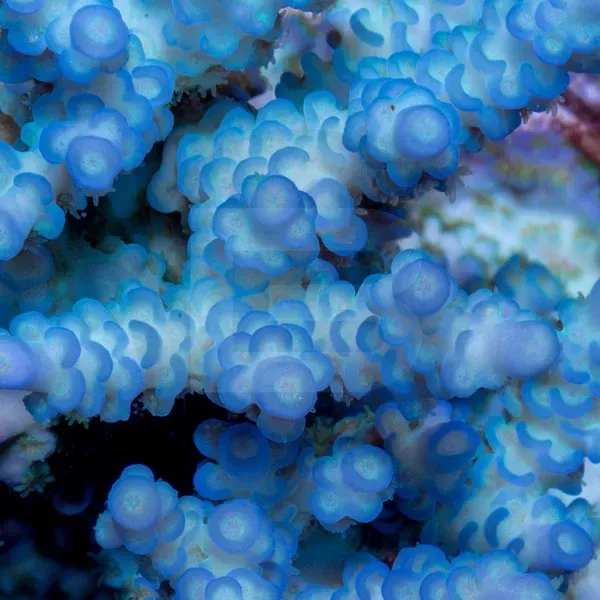 ATL Pink Polyp Vermiculata?