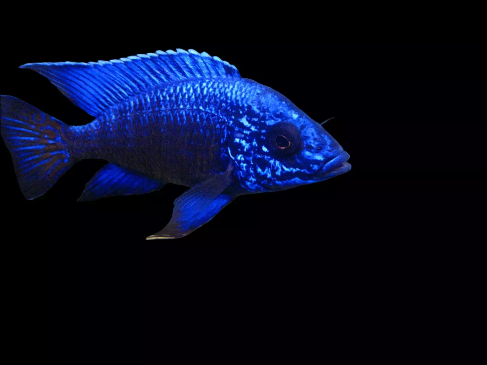 AULONOCARA COBUE “BLUE REGAL” 2-2.5″
