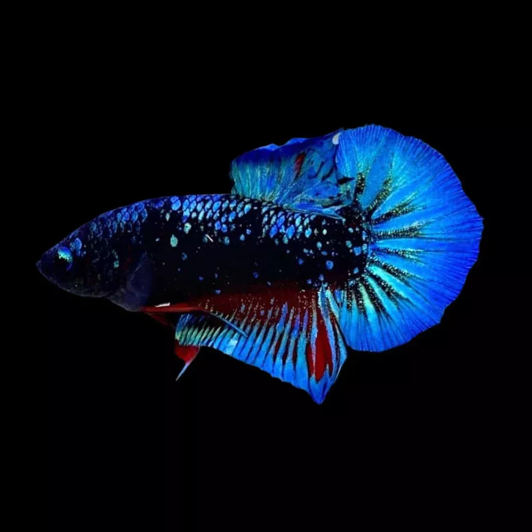 Avatar Betta Fish (Male)