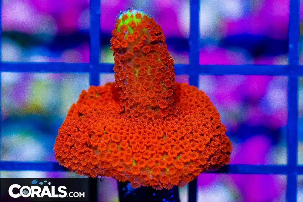 B. Gum Montipora Digitata Frag Aquacultured