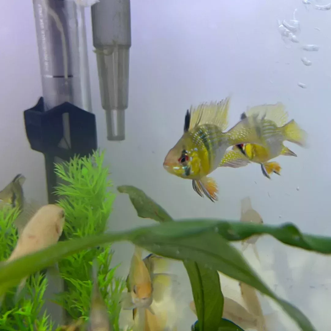 Balloon German Blue Ram (Mikrogeophagus ramirezi)