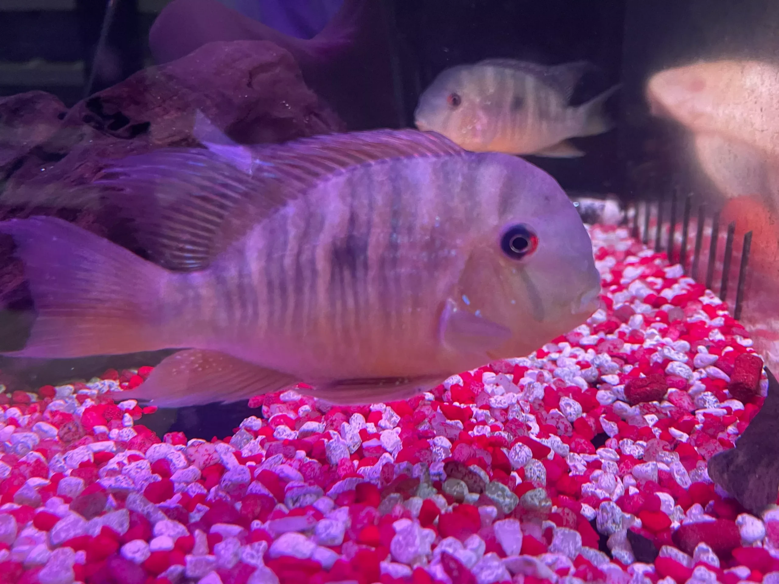 Balzanii Geophagus (Gymnogeophagus balzanii)