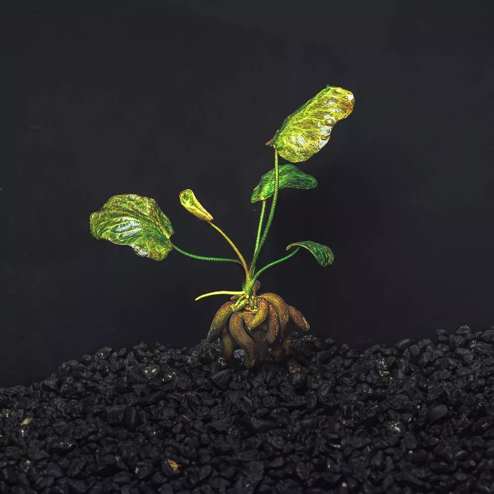 Banana Plant - Nymphoides Aquatica