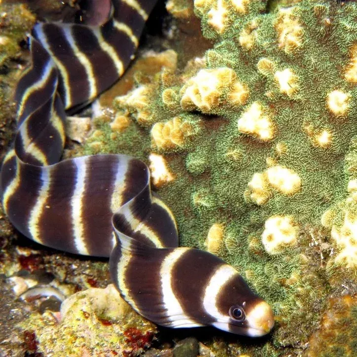 Barred Moray Eel
