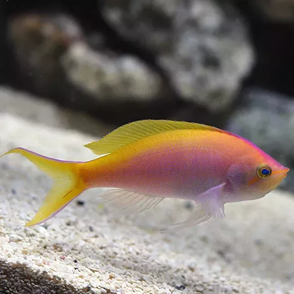 Bartlett’s Fairy Anthias