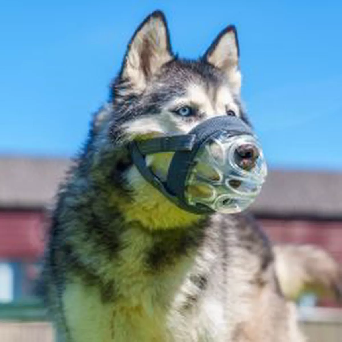 Baskerville Invisa Muzzle SIZE6