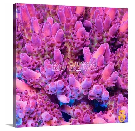 BC Bliss Print