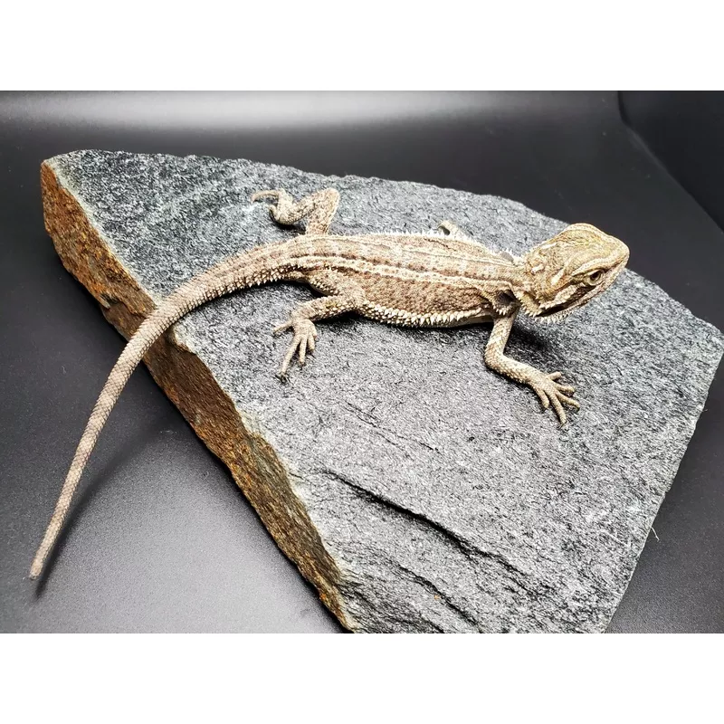 Bearded Dragon (Striped)