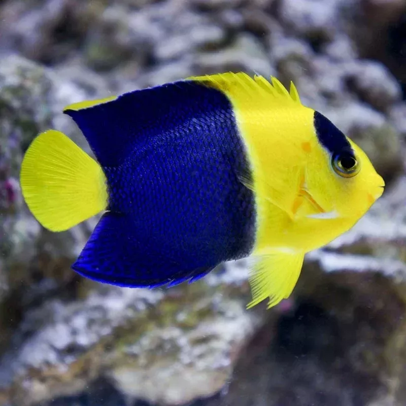 Bicolour Angelfish
