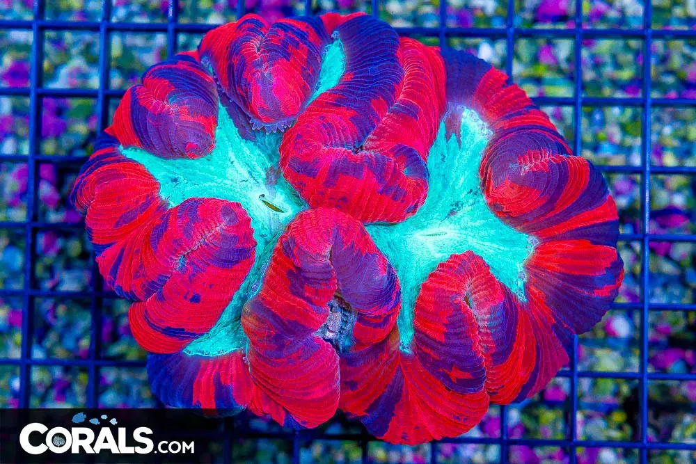 Big SUPER ULTRA Trachyphyllia Red Dark Contrast Stripes – Indo (Blue Video Inside!)