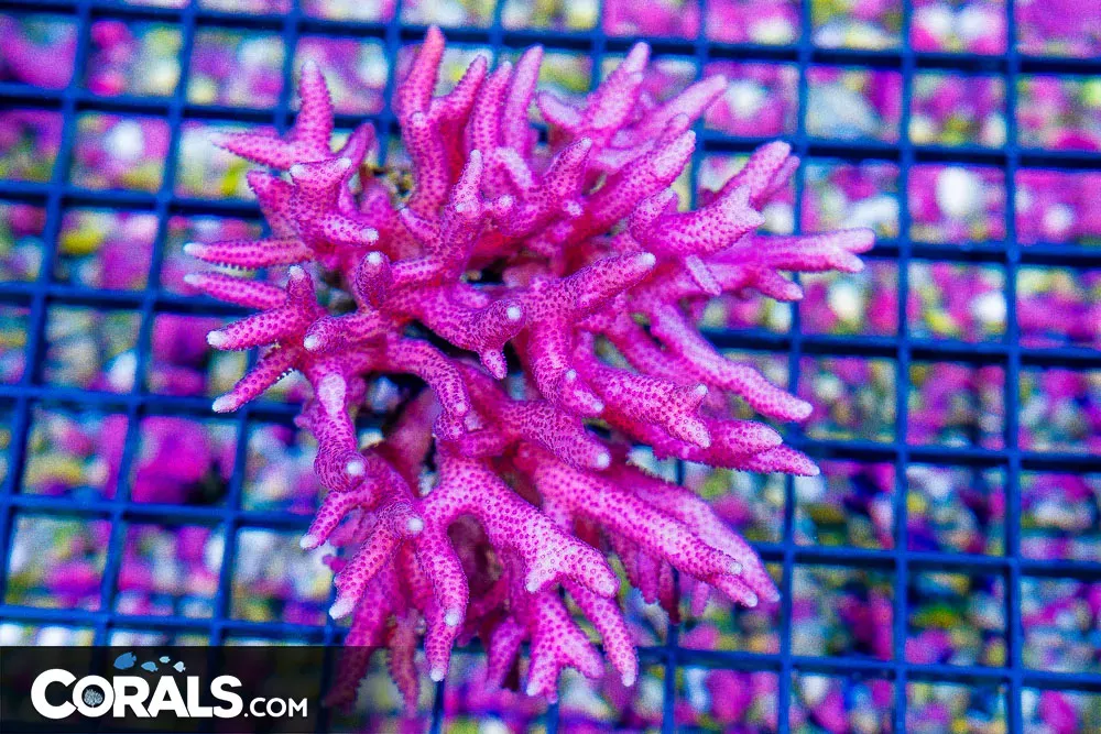 Birdsnest – FIJI PINK!