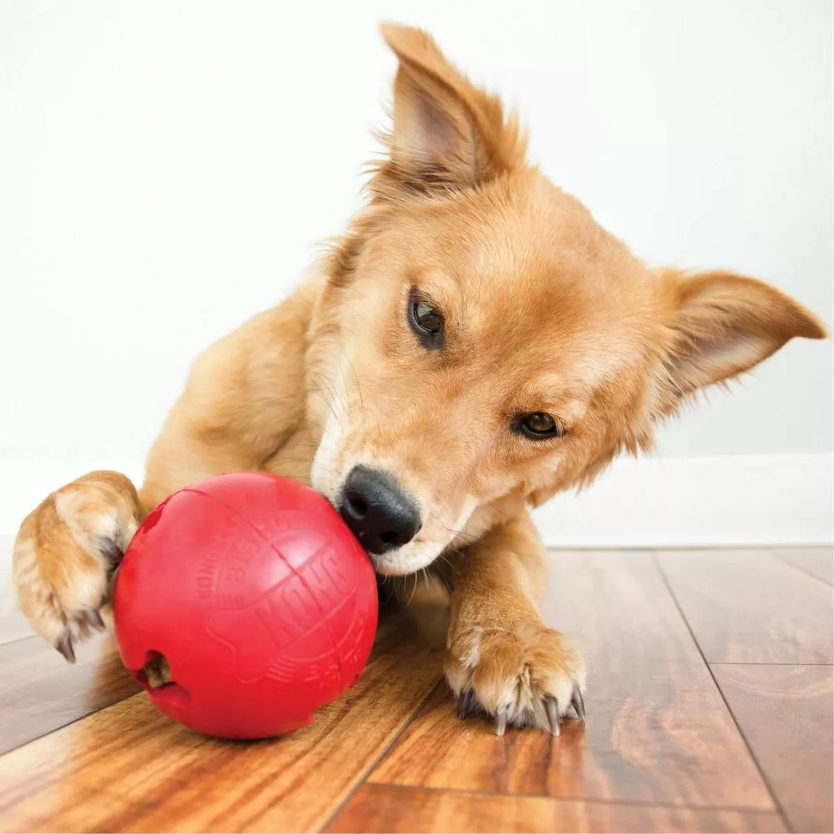Biscuit Ball Dog Toy