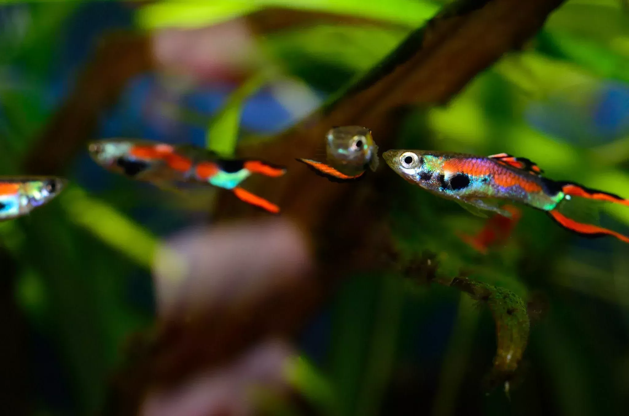 Black Bar Endler