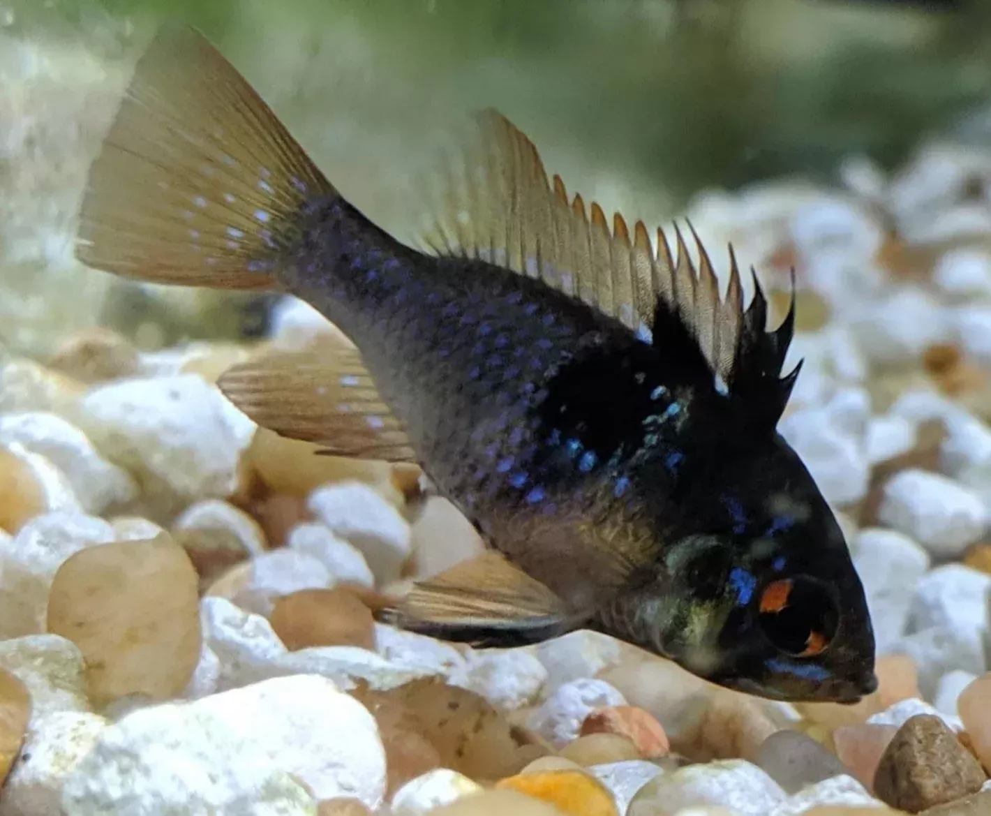 BLACK KNIGHT RAM (Mikrogeophagus ramirezi. Sp) 1.25-1.5″ D2405MJ