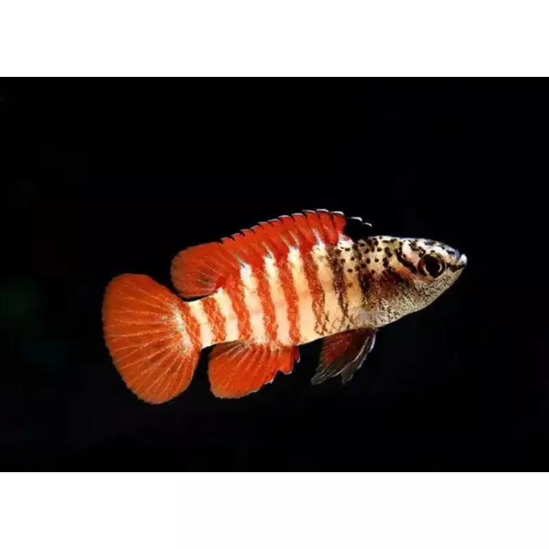 Black Tiger Dario