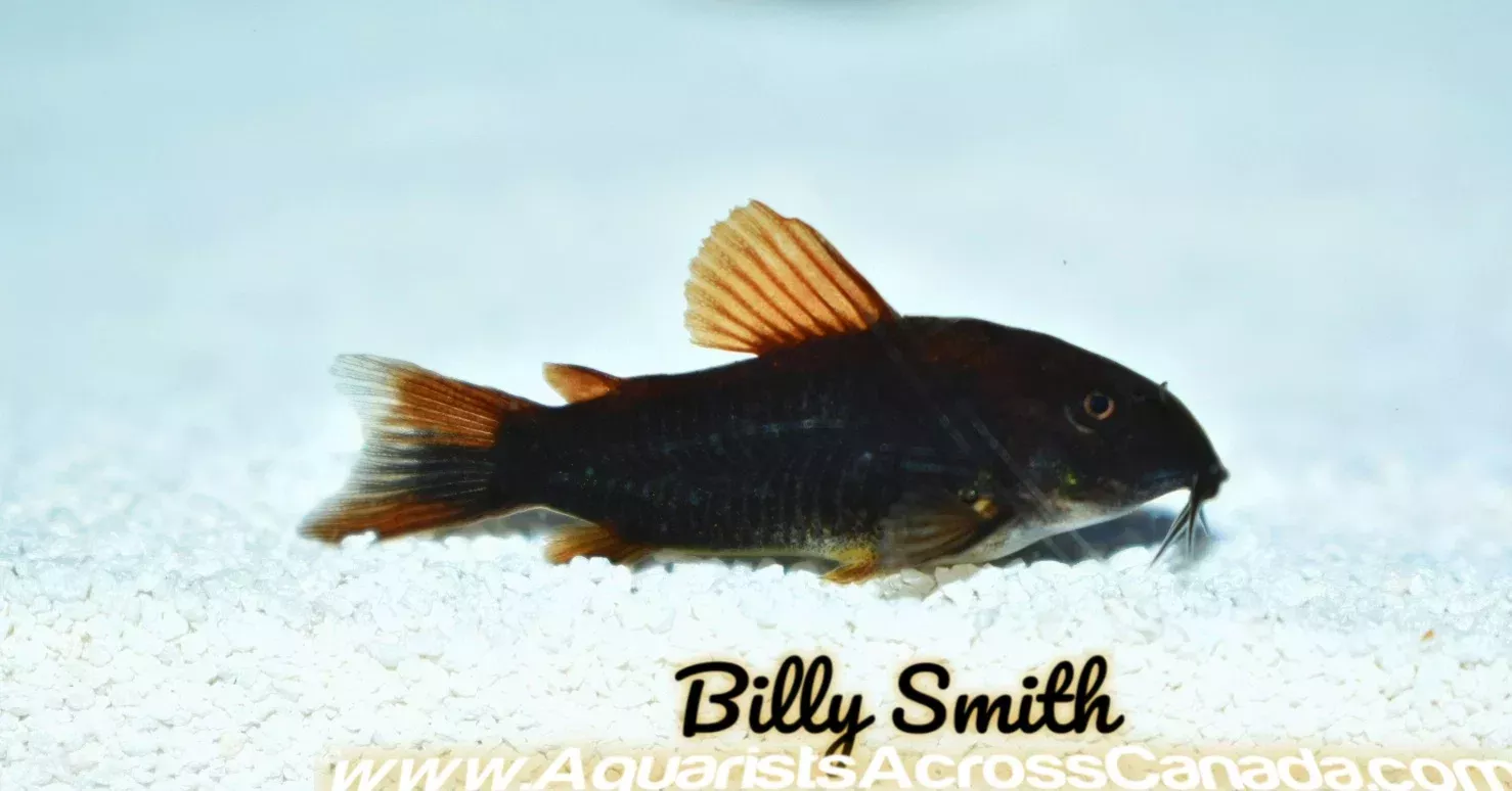 BLACK VENEZUELAN CORYDORA (Corydoras .Sp Black Venezuelan)
