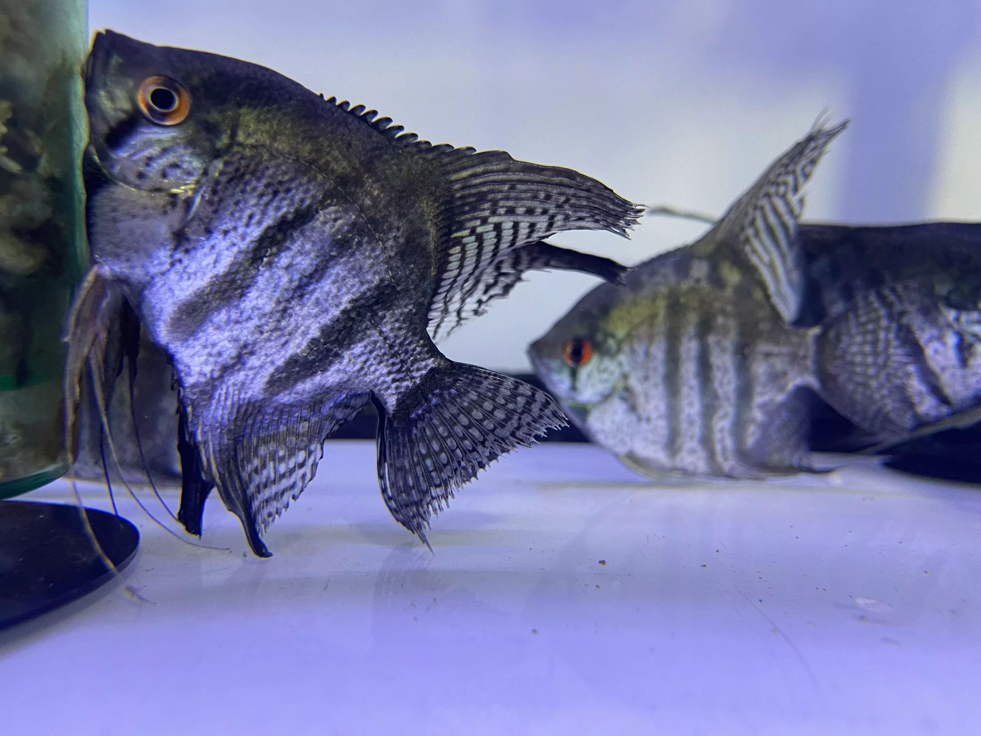 Black Zebra Angel (Pterophyllum scalare)