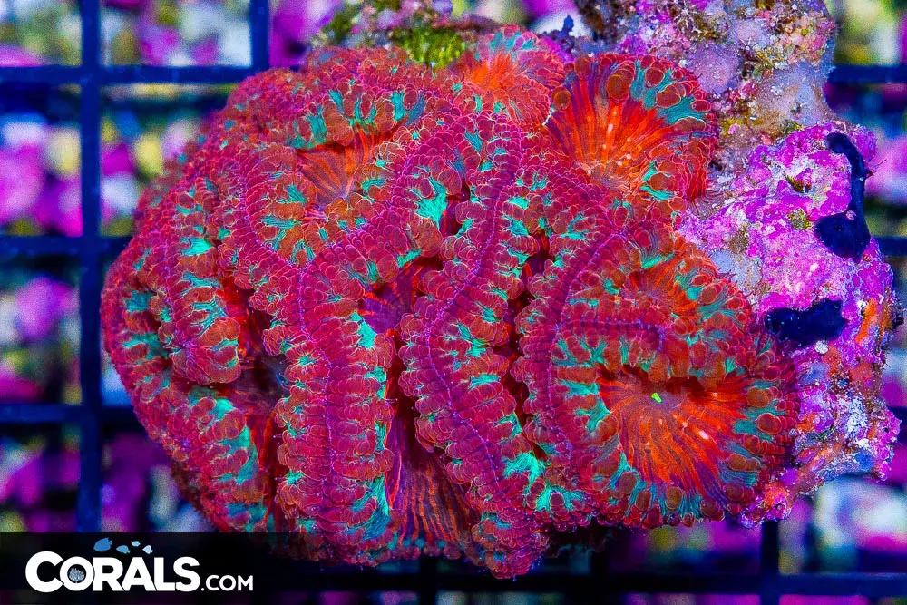Blasto Wellsi – Super Ultra – Indonesia Big Polyps! (Blue Video Inside!)