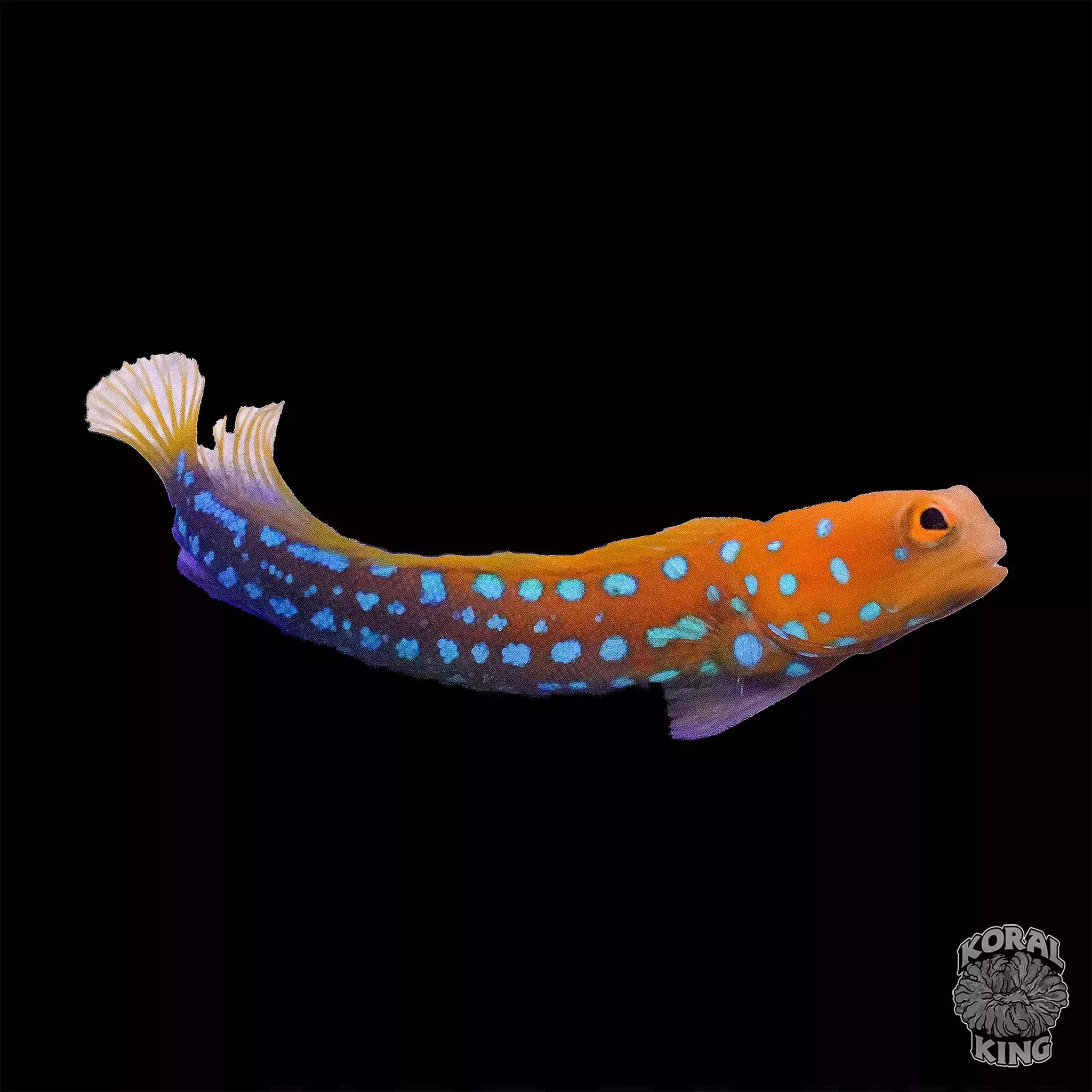 Blue Dot Jawfish