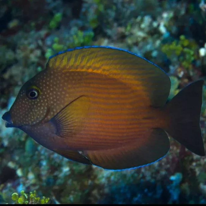 Blue Lipped Bristletooth Tang