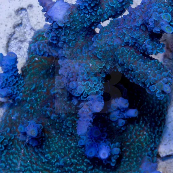 Blue Matrix