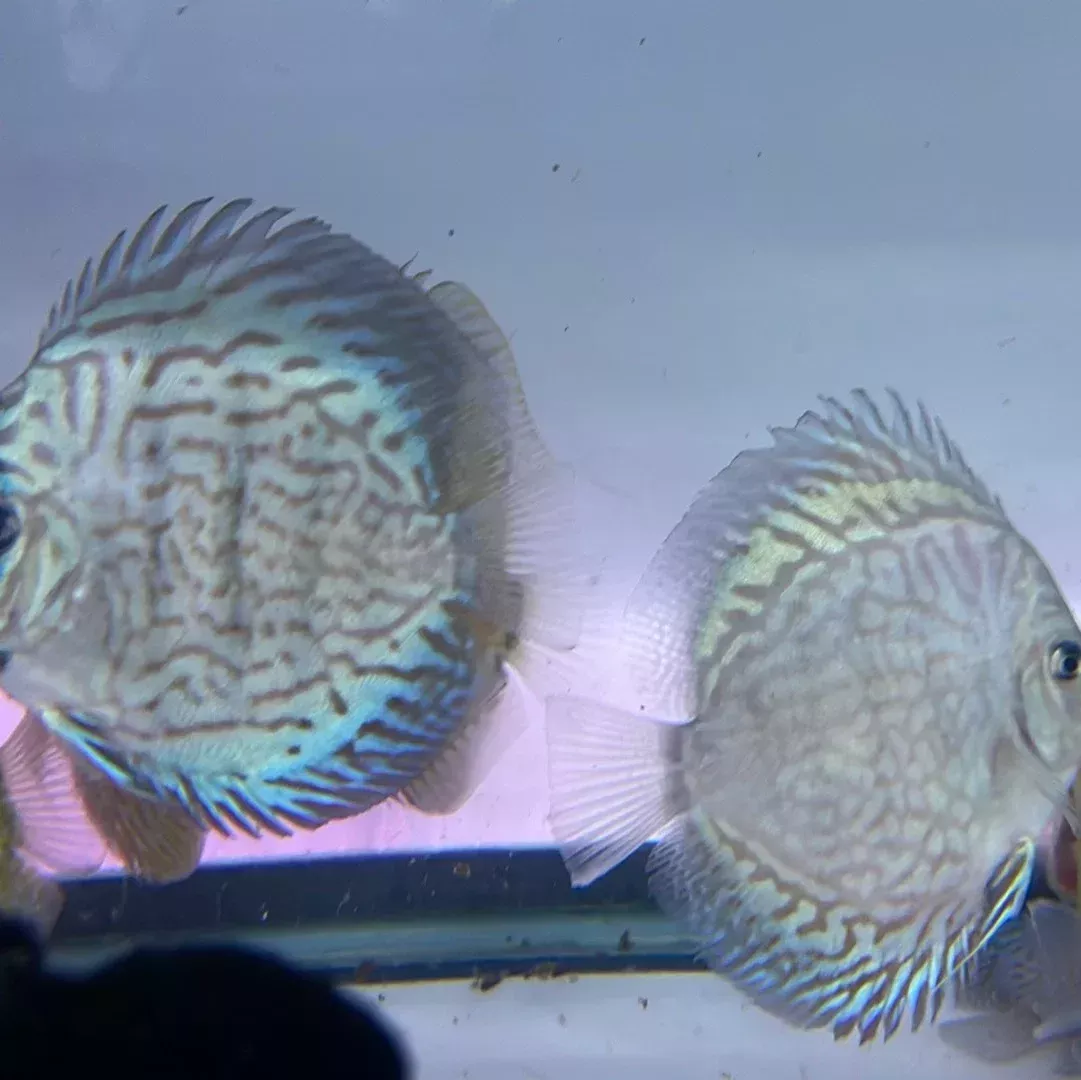 Blue Turquoise Discus (Symphysodon aequifasciatus)