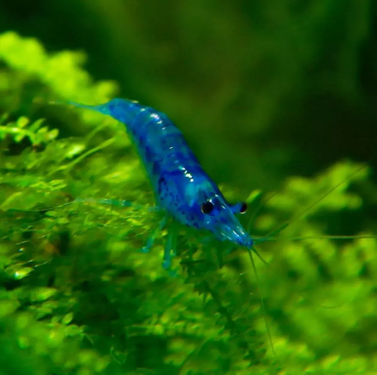 Blue Velvet Shrimp