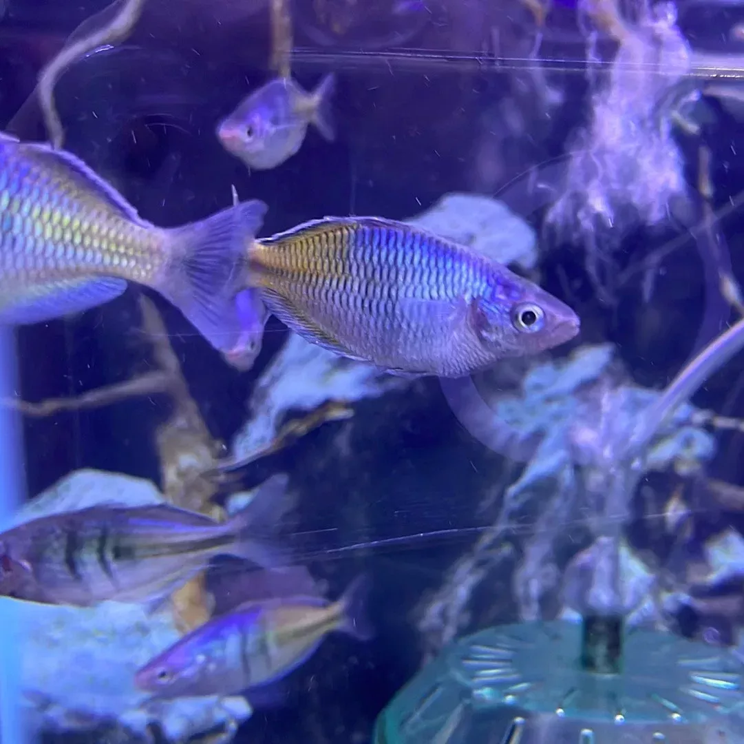Boeschemani Rainbow (Melanotaenia boesemani)