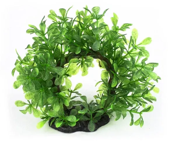 Bonsai Halo Plant 15cm