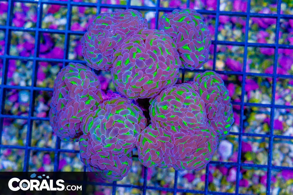 Branching Hammer – Australia NEON Stems PURPLE Tips 9 Heads! (Blue Video Inside!)